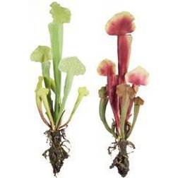 Melrose Cobra Lily Plant Set