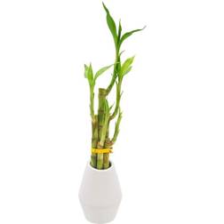 Arcadia Garden Products 3-1/2 5-Stem Lucky Bamboo Dimensions II