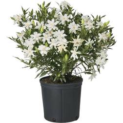 Qt. Gardenia Frostproof Shrub with Flowers