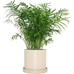 7 Cream Upcycled Planter with Parlor Palm Live Houseplant Bright Sun