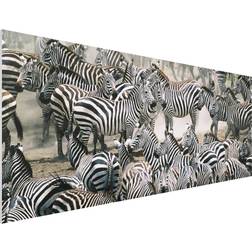 Tiere Panorama Zebraherde Bild