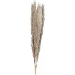 Ginger Ray Party Decorations Natural Pampas Grass 5pcs