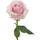 Flowers for Weddings Fresh Cut Pink Roses Bunches 50