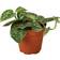 House Plant Shop Pothos Satin Scindapsus Pictus