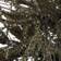 Vickerman 7ft. Vienna Pine Twig Artificial Christmas Tree 84"