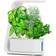 AeroGarden Sprout with Gourmet Herbs Seed Pod Kit