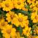 Mountain Valley Seed Company French Marigold