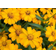 Mountain Valley Seed Company French Marigold