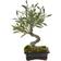 Nearly Natural Mini Olive Bonsai Tree Green Artificial Plant